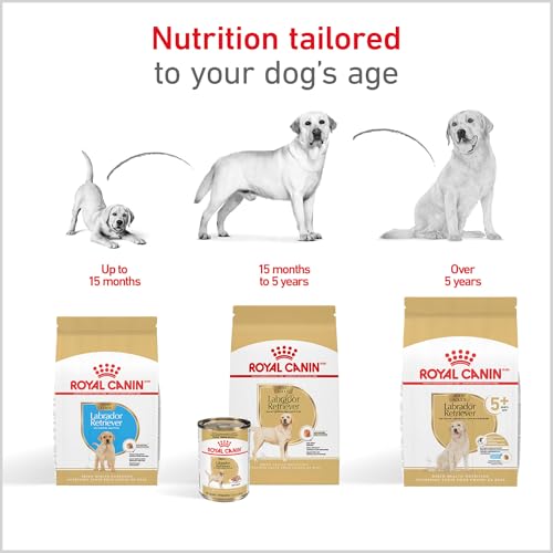 ROYAL CANIN Labrador Retriever Adult Dry Dog Food