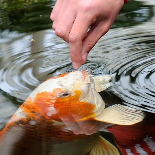 Tetra Pond Koi Vibrance Soft Sticks