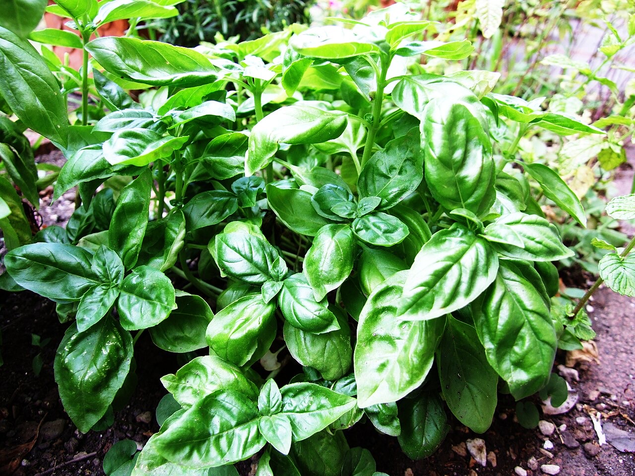 Fresh chopped basil leaves