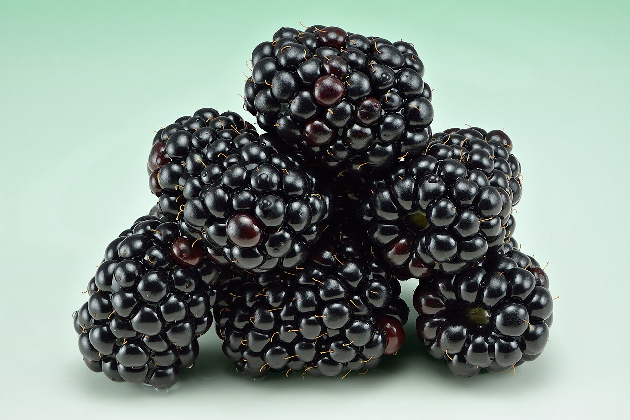 Fresh ripe blackberries