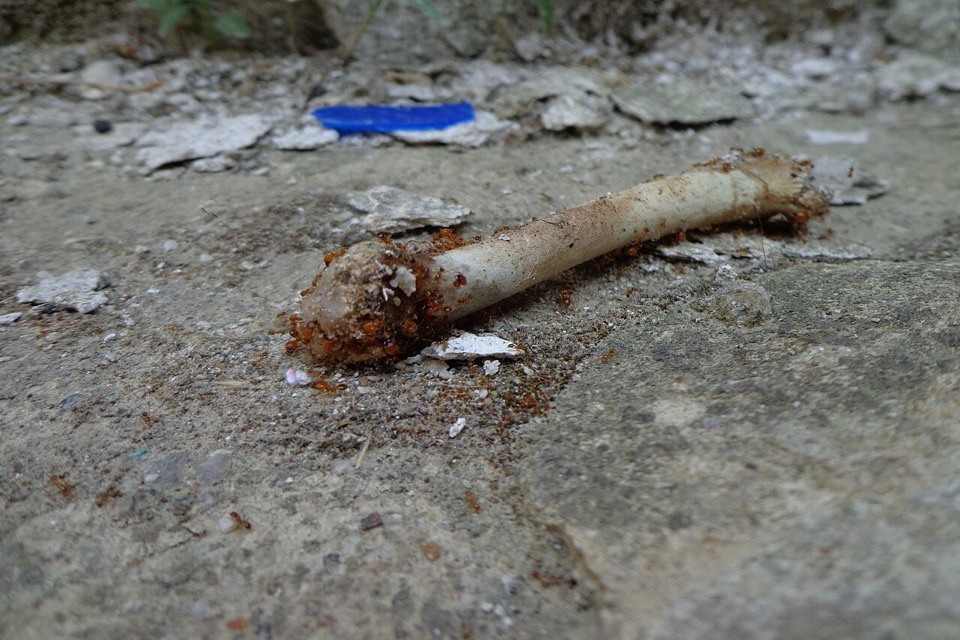 Cooked bones that can splinter