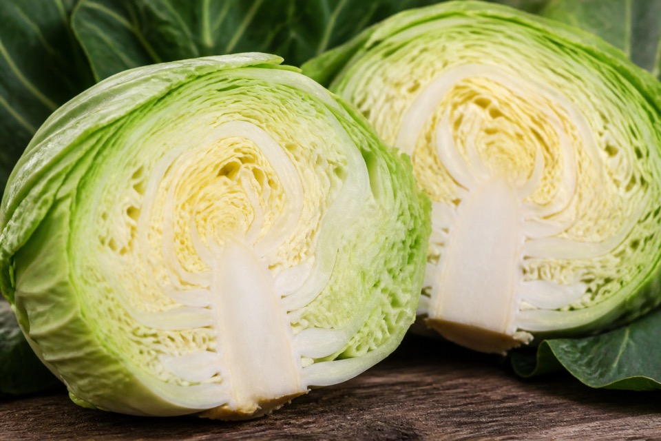 Plain chopped cabbage prepared for a dog
