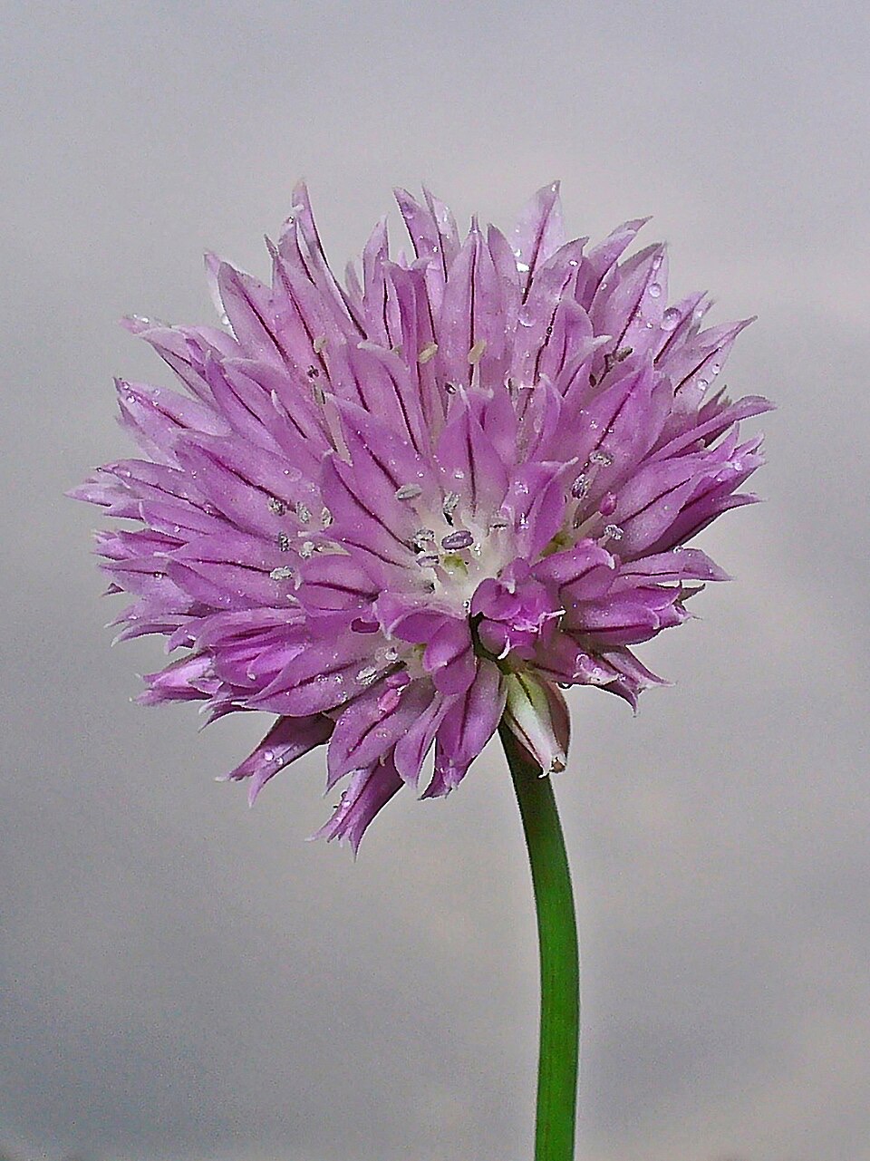 Fresh chives