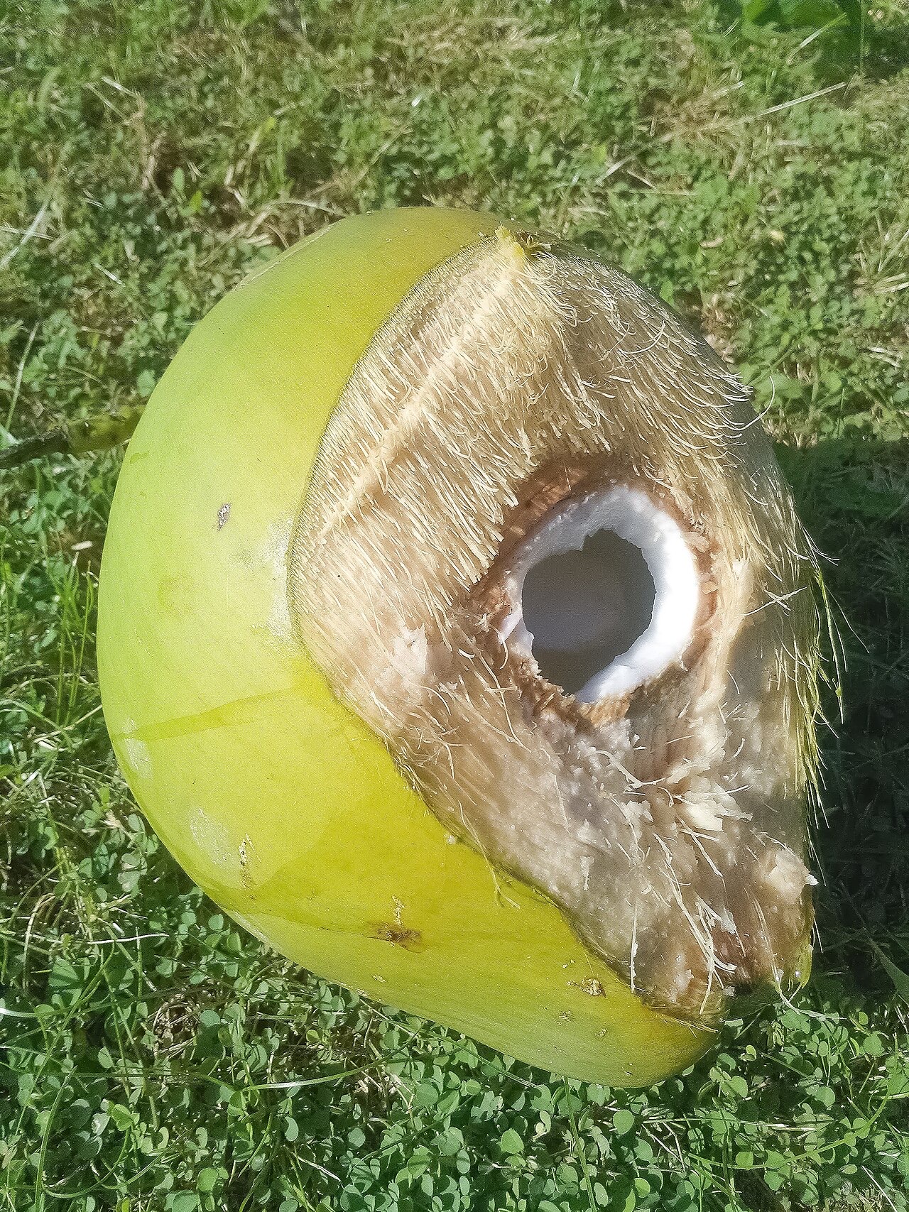 Plain coconut water in a glass