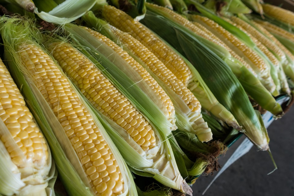 Corn cob after the kernels are eaten
