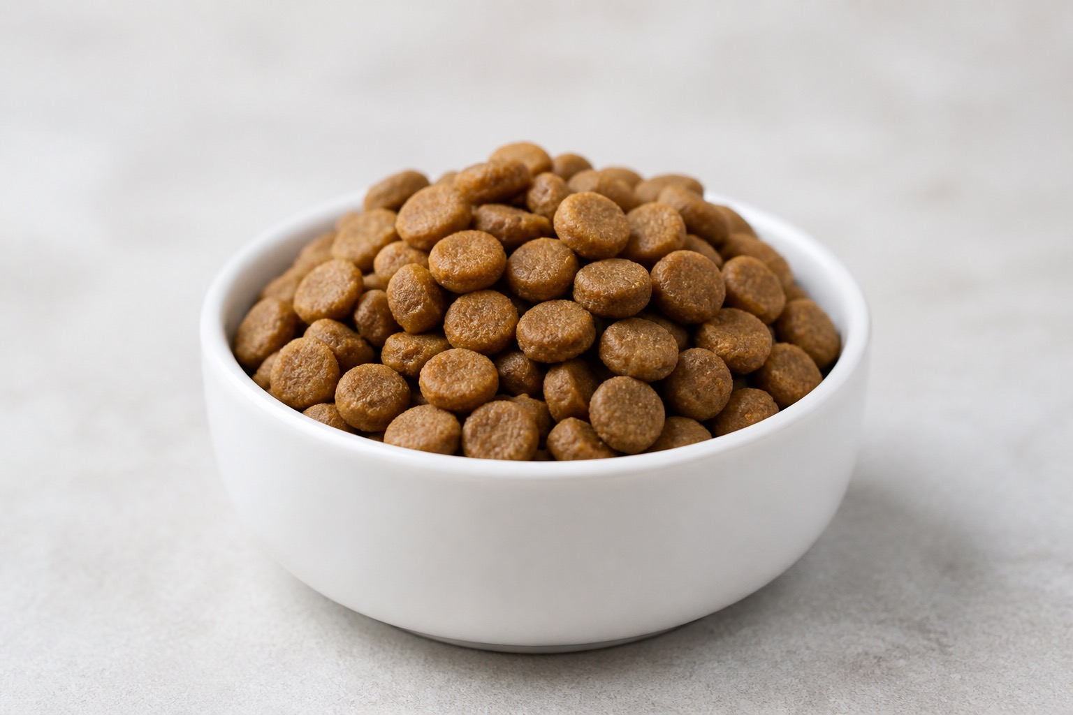 Kibble from a dog's bowl kept away from a cat
