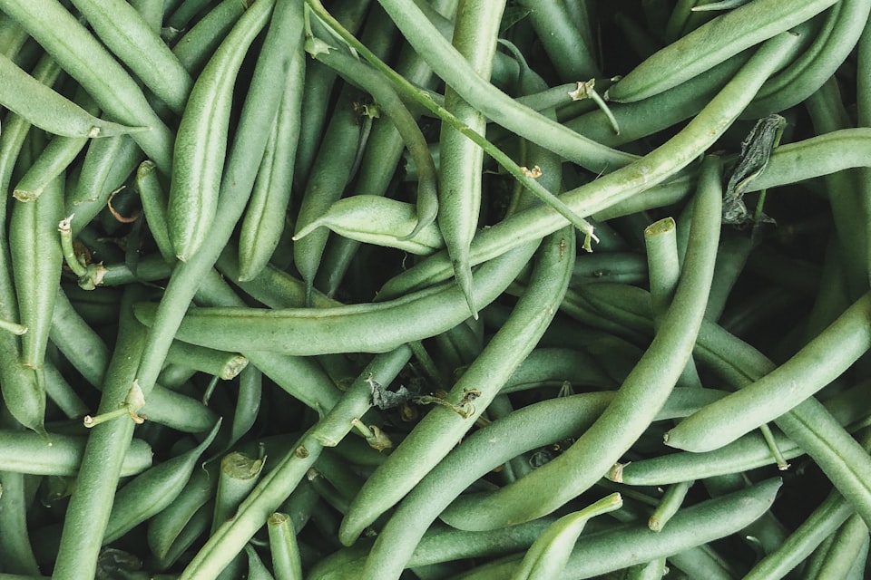 Plain chopped green beans prepared for a dog