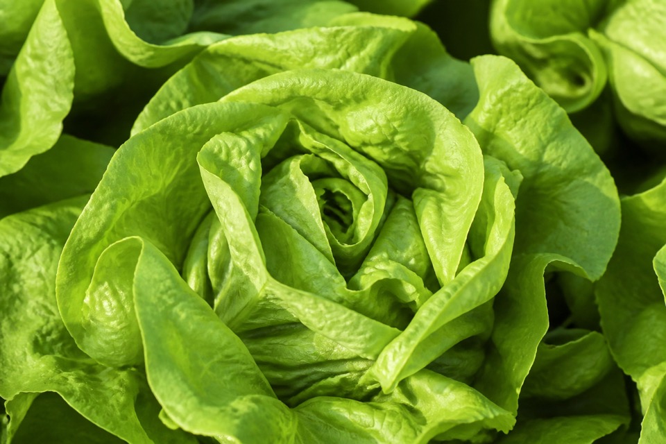 Plain chopped lettuce prepared for a dog