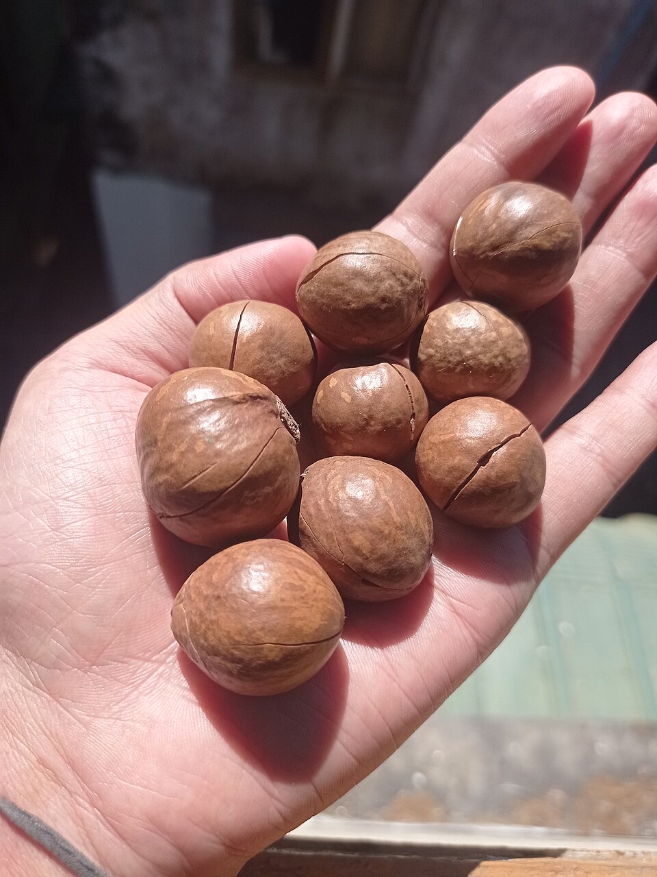 Bowl of macadamia nuts