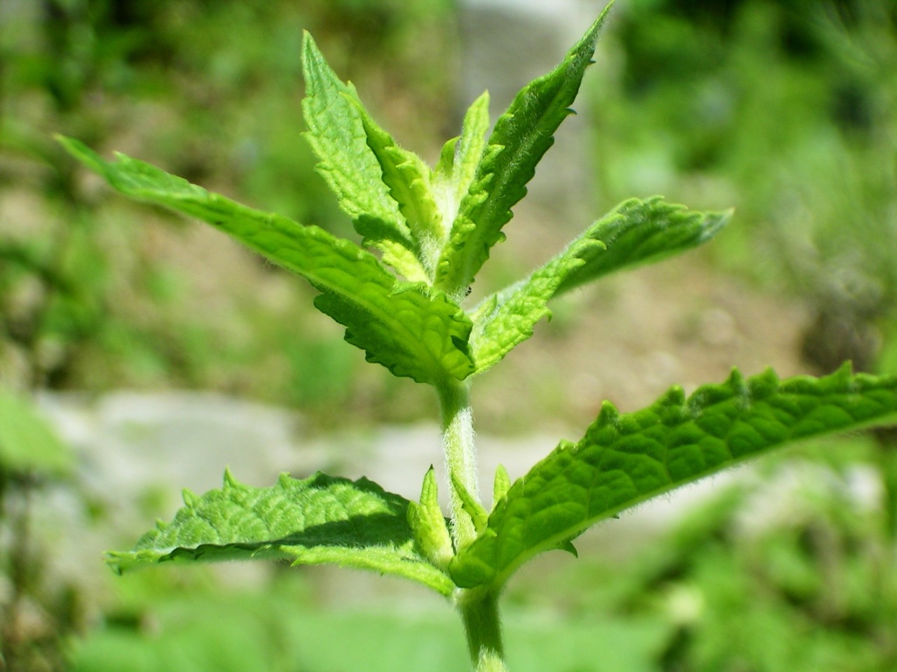 Fresh mint leaves and mint-flavored foods