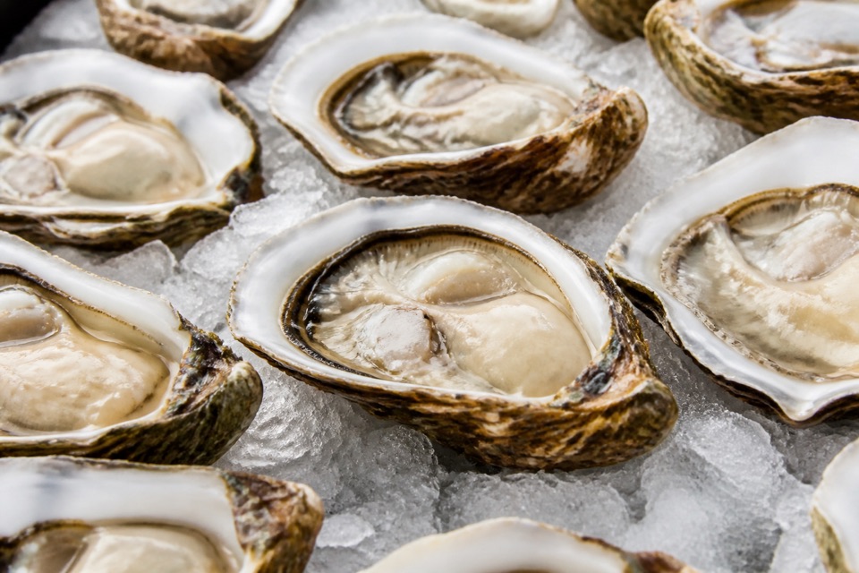 Fresh oysters on the half shell