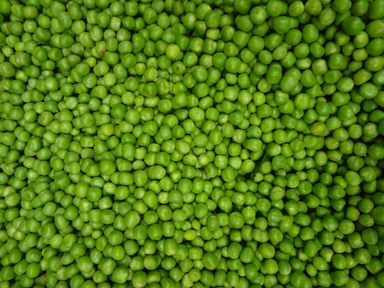 Plain cooked green peas