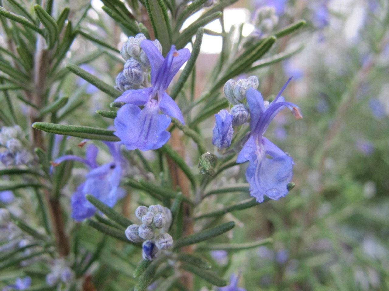 Fresh or dried culinary rosemary