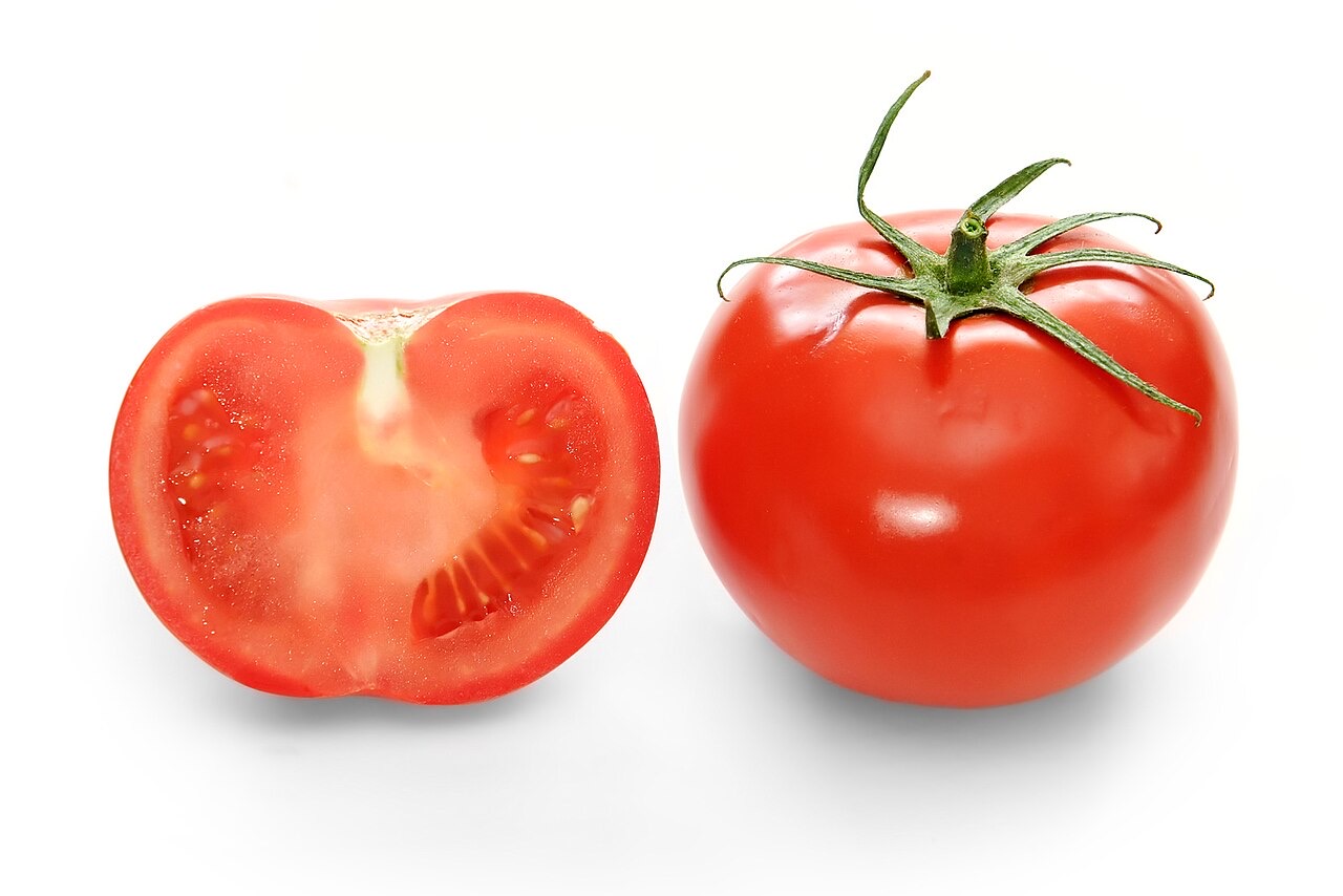 Tomato plant vines and green unripe fruit